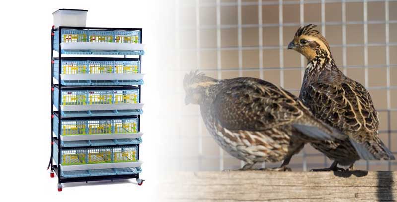 پرکن بلدرچین