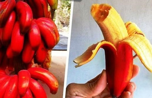 خریدار موز قرمز