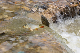 آب سد کرخه رها شد/آسیانیوز/asianews