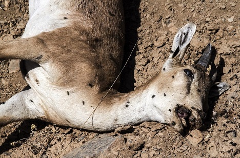 «خطر» شیوع طاعون در تهران+عکس و اینفوگرافیک asianews