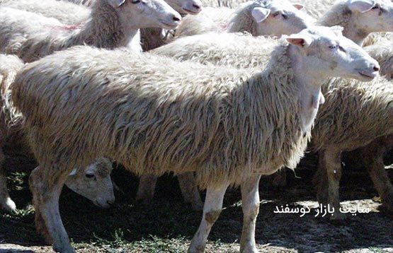 خرید دام ارزان قیمت