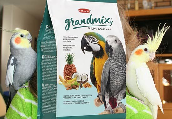 سرلاک عروس هلندی