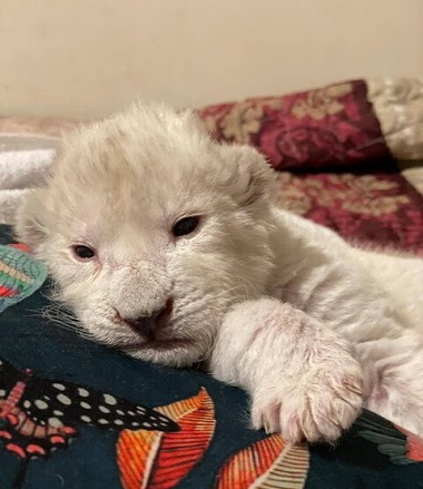 توله شیر سفید