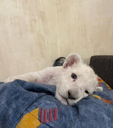 توله شیر سفید