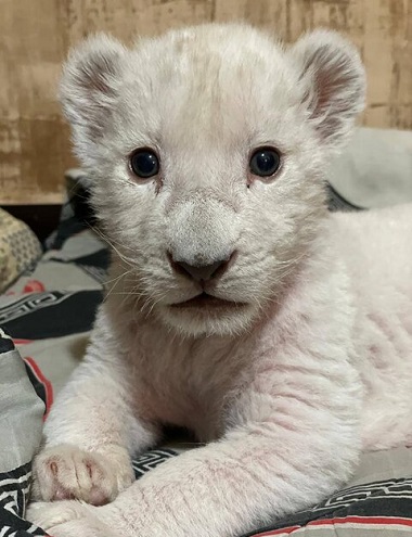 توله شیر سفید