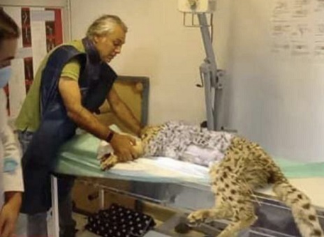 پیروز بیمارستان