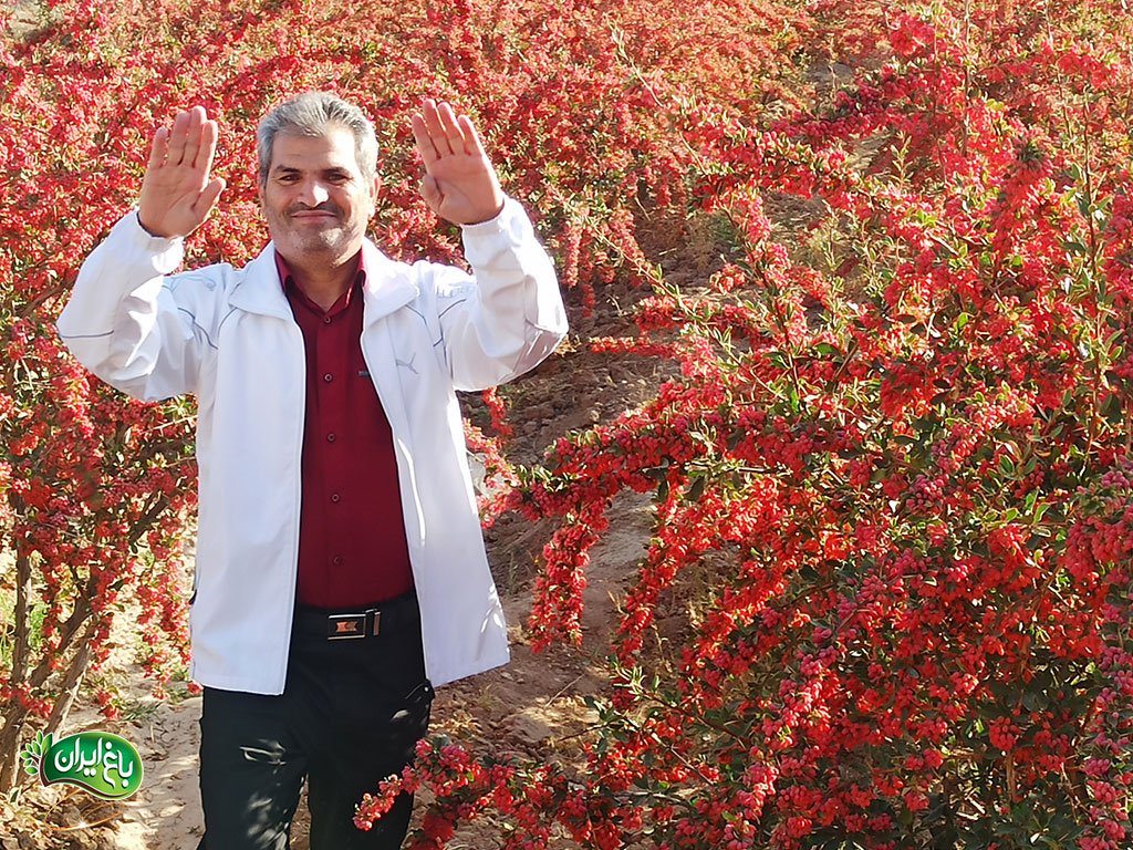 خرید زرشک در مشهد