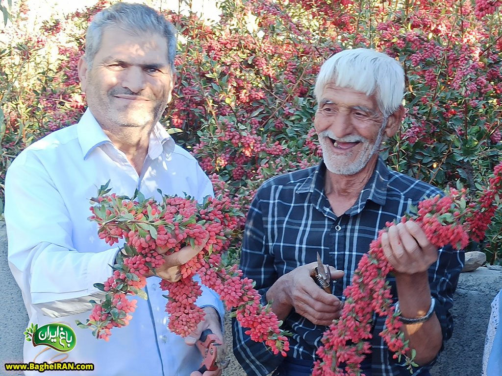 خرید زرشک از باغ ایران