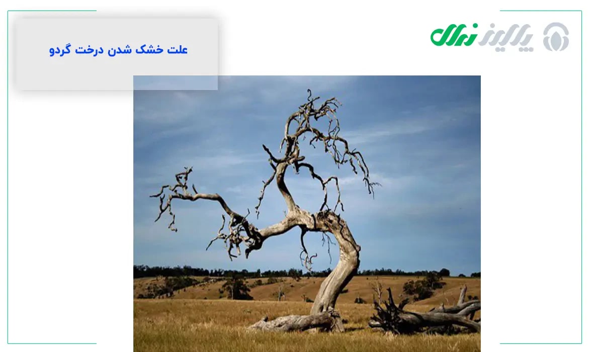 علت خشک شدن درخت