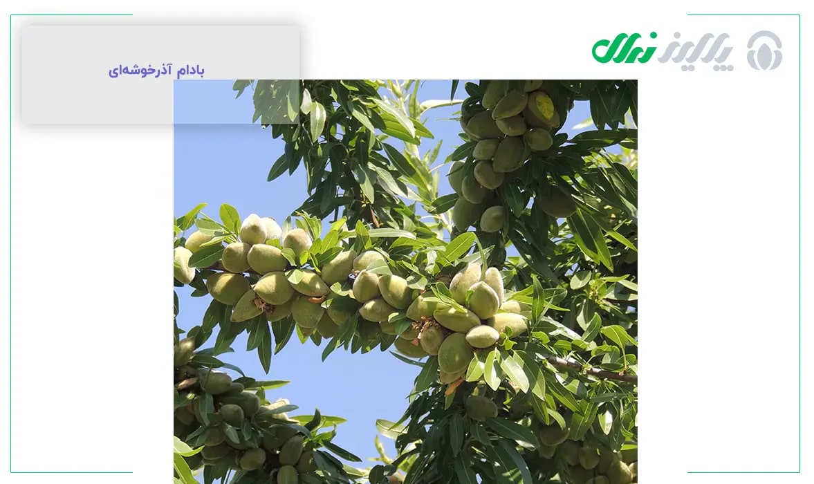 بادام آذر خوشه ای