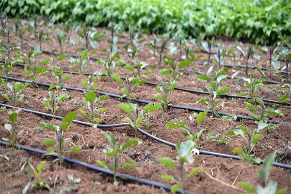 نوار تیپ آبیاری