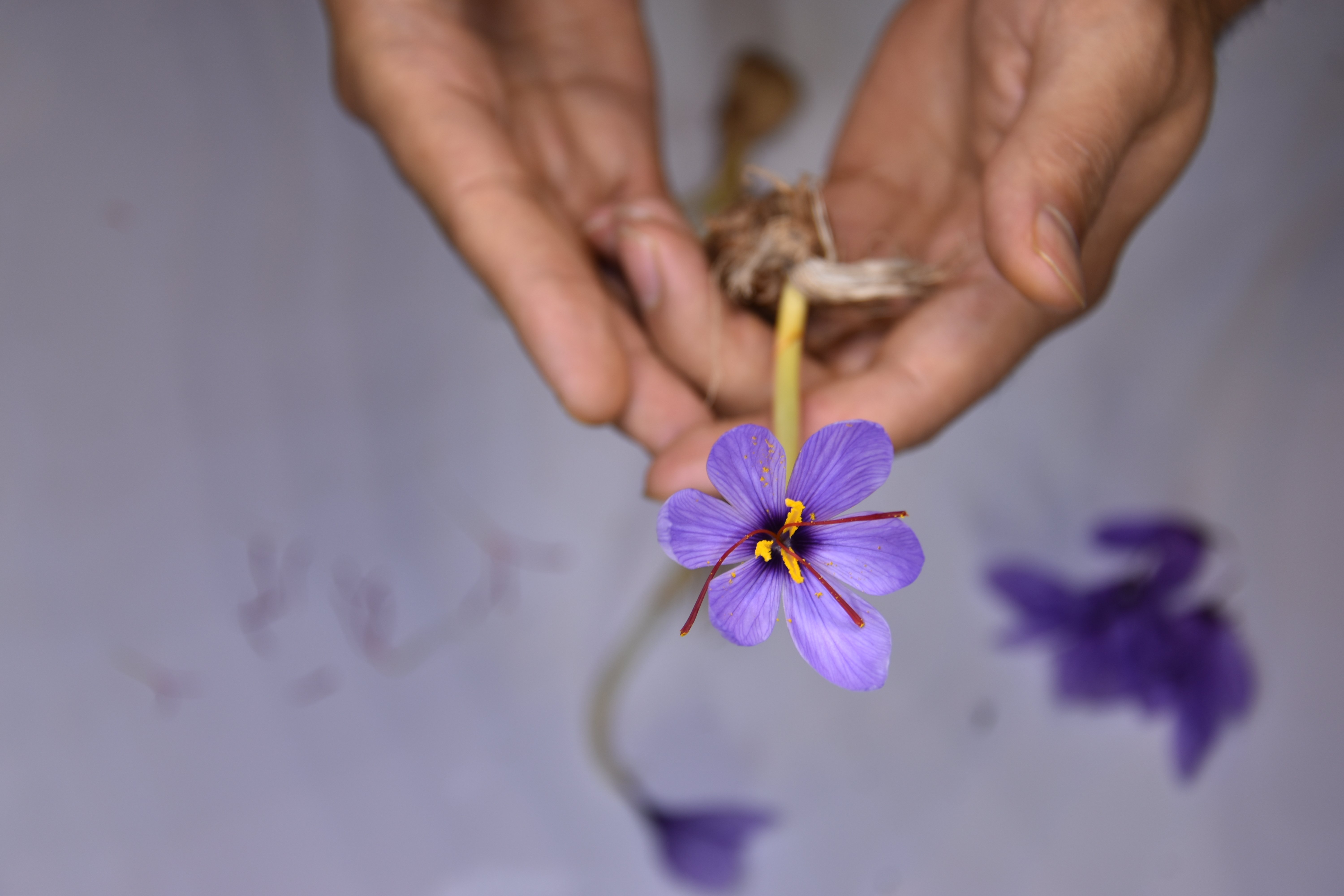 زعفران سرگل