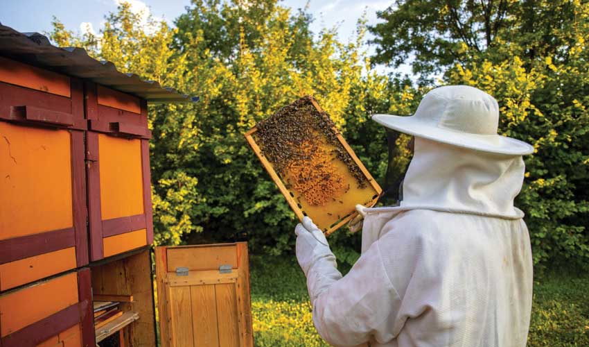 لوازم زنبورداری