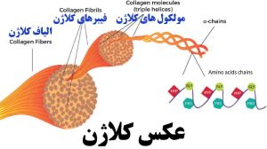 کلاژن چیست