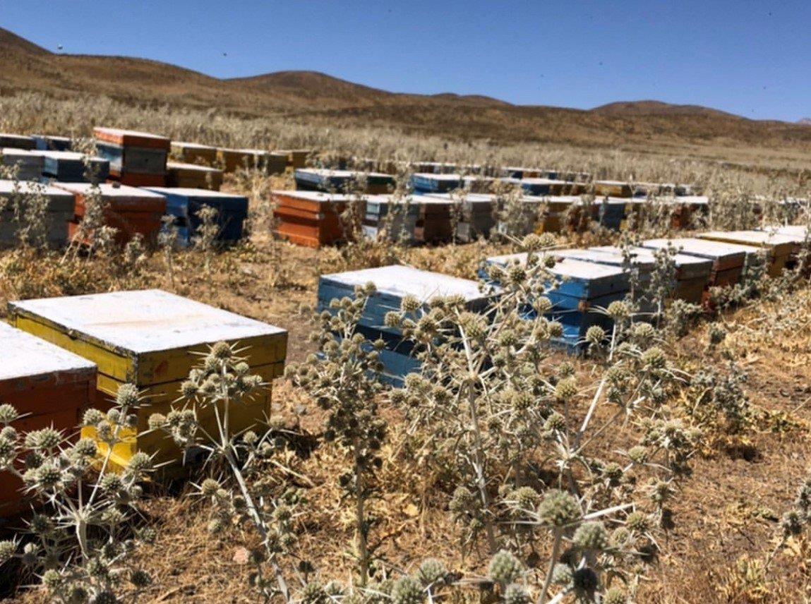 زنبورداری علی بابا