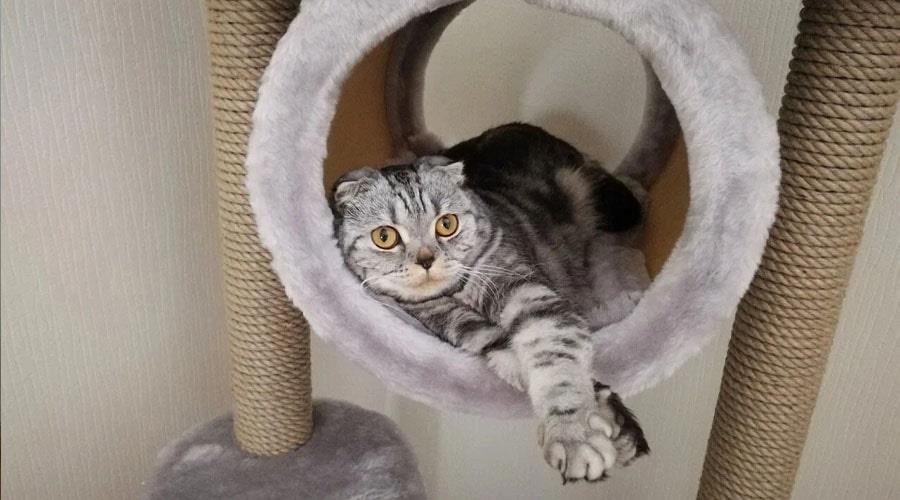 ارتباط با گربه