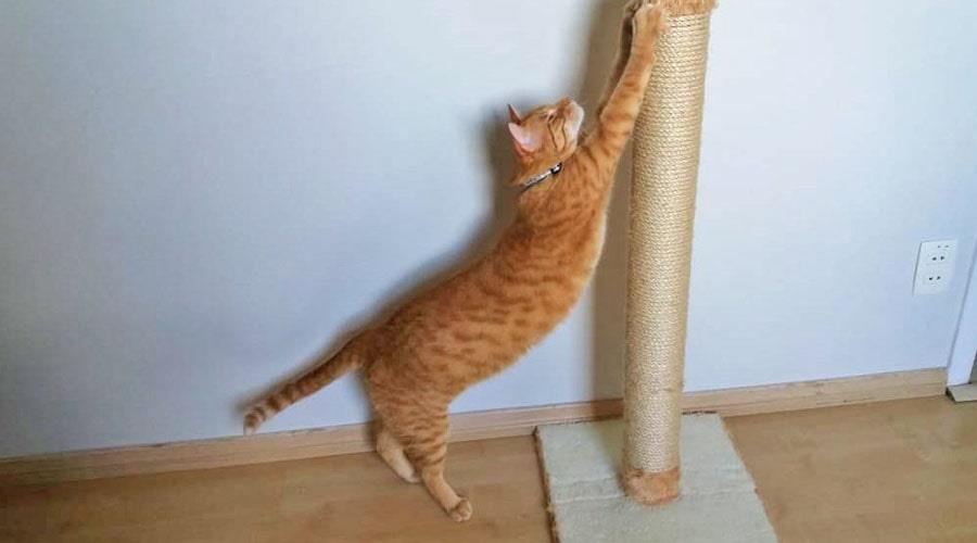 اسکرچر گربه