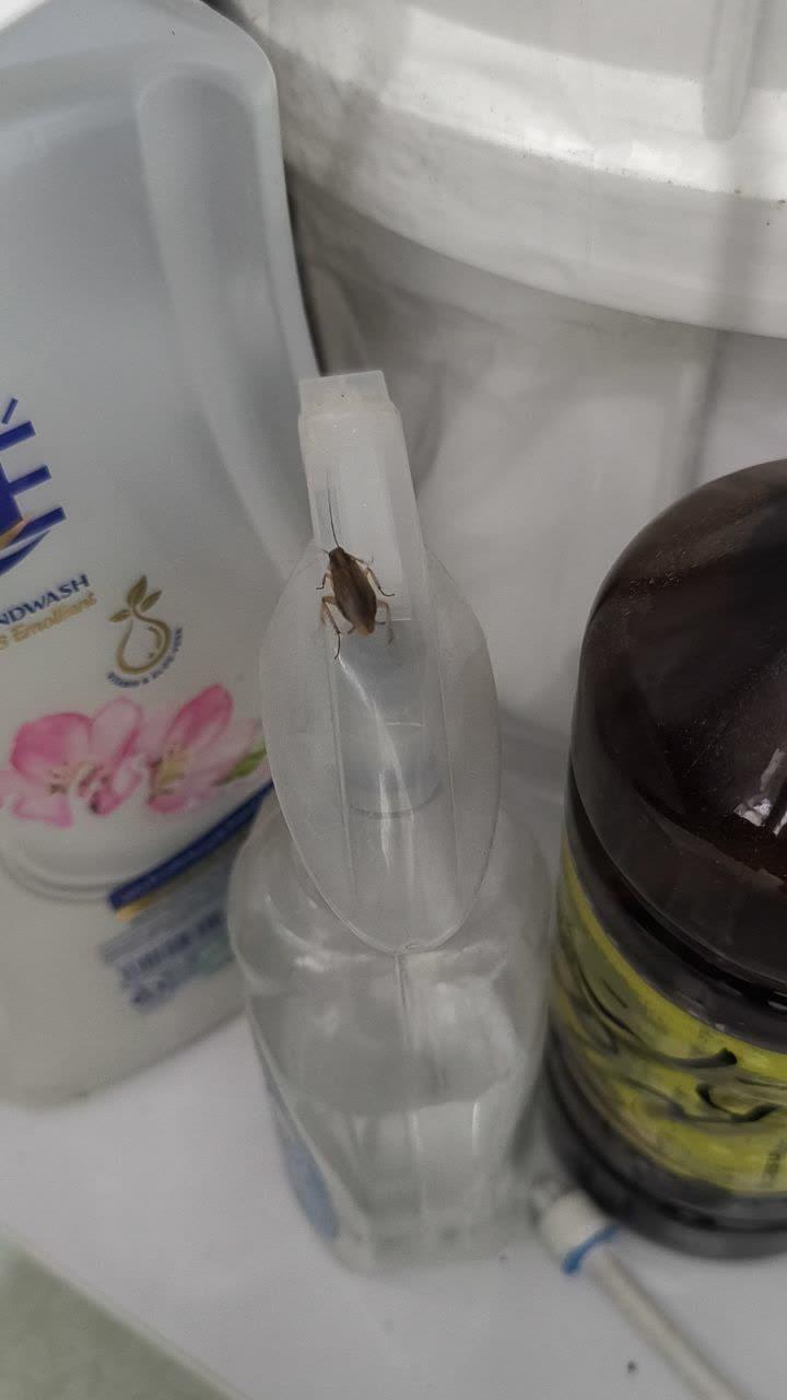 انجام سمپاشی در تهران