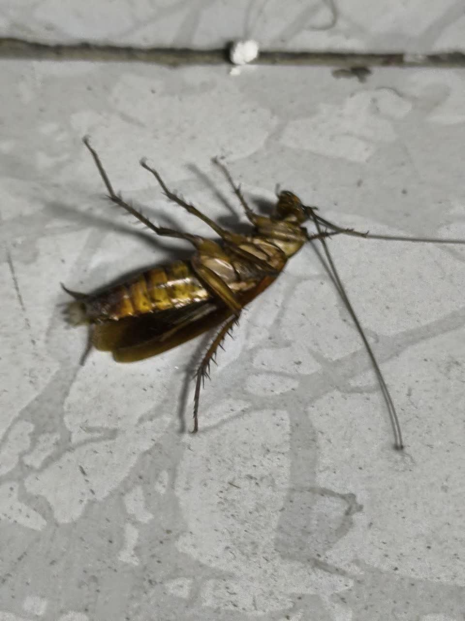 سمپاشی سوسک در تهران