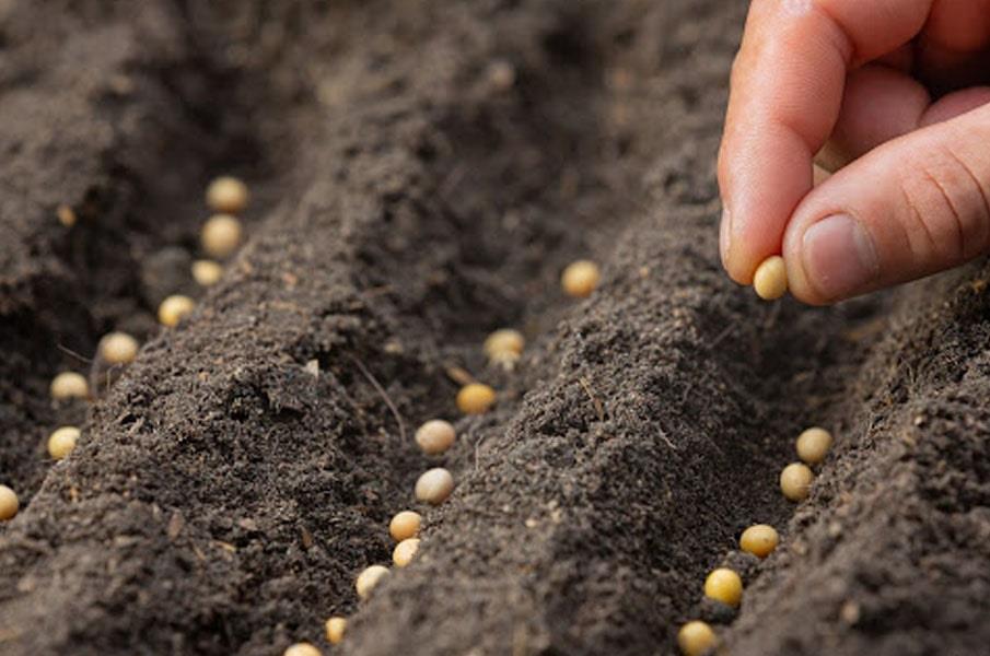 خرید آنلاین بذر