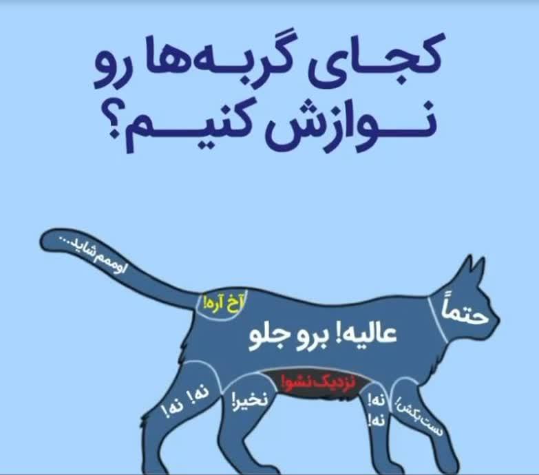 کجای گربه ها رو نوازش کنیم؟