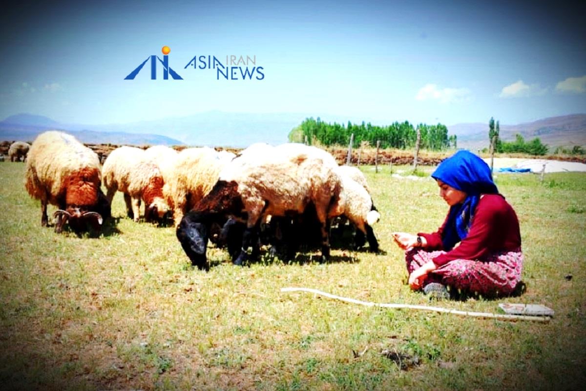 دختر عشایری و گوسفندان