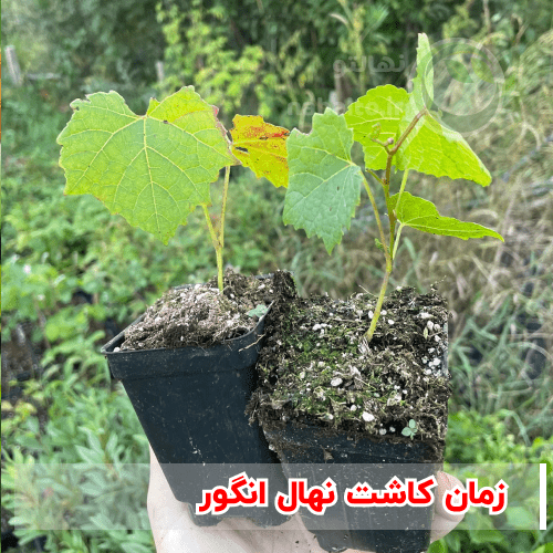 زمان کاشت نهال انگور