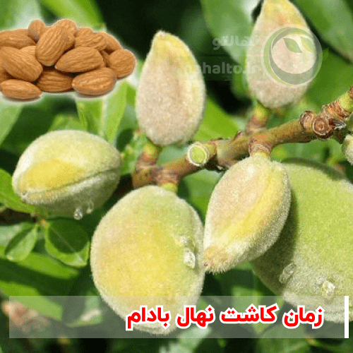 زمان کاشت نهال بادام