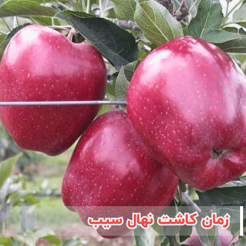زمان کاشت نهال سیب