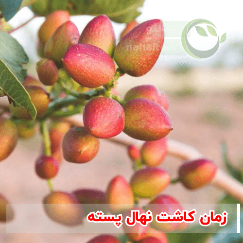 زمان کاشت نهال پسته