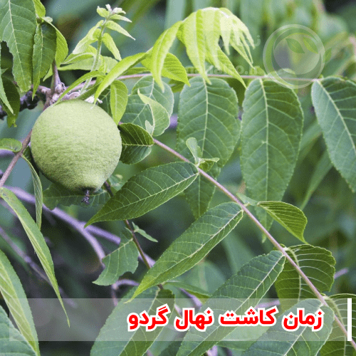 زمان کاشت نهال گردو