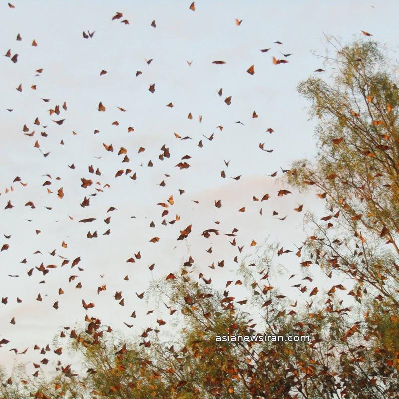 Monarch butterflies flying among trees at Amistad National Recreation Area