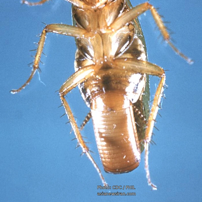 نمای زیرین سوسک آلمانی ماده و کپسول تخم آن؛ عکس CDC
