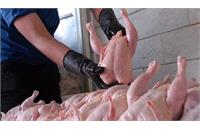 افزایش قیمت مرغ با مجوز دولت؛ هر قطعه ۱۳۵,۷۰۰ تومان