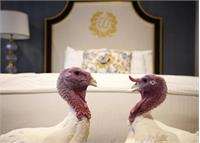 ماجرای عفو بوقلمون های ترامپ