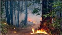 درخواست کمک بین‌المللی برای مهار آتش‌سوزی جنگل‌های هیرکانی چالوس