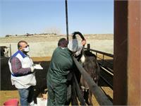 مصون سازی دامداری ها از طریق اصلاح ساختار و فرآیندها