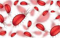 شیوع یک بیماری مشترک بین انسان و حیوان در کشور/هشدار جدی دانشگاه علوم پزشکی