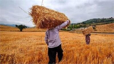 ​تغییر سیاست خرید تضمینی گندم: قیمت فقط «کف حمایتی» خواهد بود!
