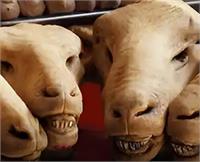 کشف ۱۰ تن کله‌پاچه فاسد در انبار غیربهداشتی اصفهان