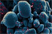 ویروس جهش یافته کرونا در کل ایران پخش شده است