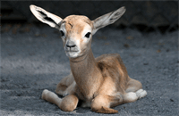 ماجرای ذبح آهوها در موکب های اربعین عراق