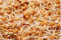 خواص بی‌نظیر جوانه گندم