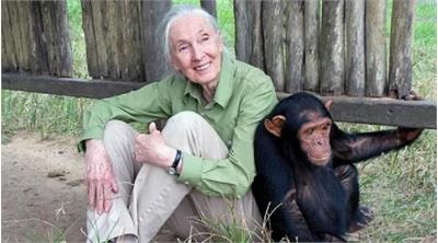 جین گودال درگذشت