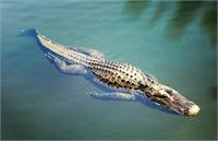 تمساح در دریاچه چیتگر