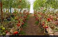 وقوع قحطی در نبود توسعه پایدار کشاورزی