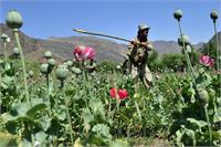 نرخ عجیب هروئین افغانستان در بریتانیا