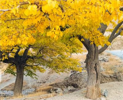 پلمب چاه‌های باغات روستایی یزد