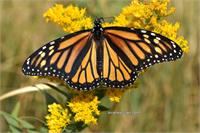 Monarch’s Journey Opens in New York: Art Follows a 3,000-Mile Migration