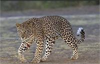 چرا پلنگ ایران کشته شد؟/مرگ جانور به دلیل زجر کشیدن و استرس/نابودی سهل انگارانه گونه نادر حیات وحش